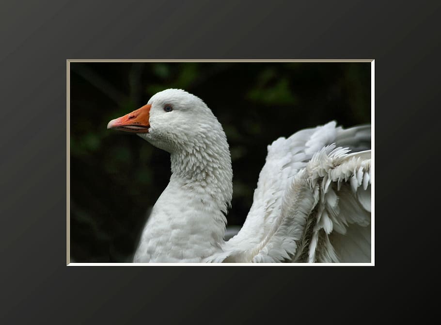 Duck, Bird, Fly, Wings, Feather, wildlife, beak, dom, outdoor HD wallpaper