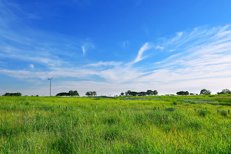 photo of green grass field during daytime, grassland, meadow HD wallpaper