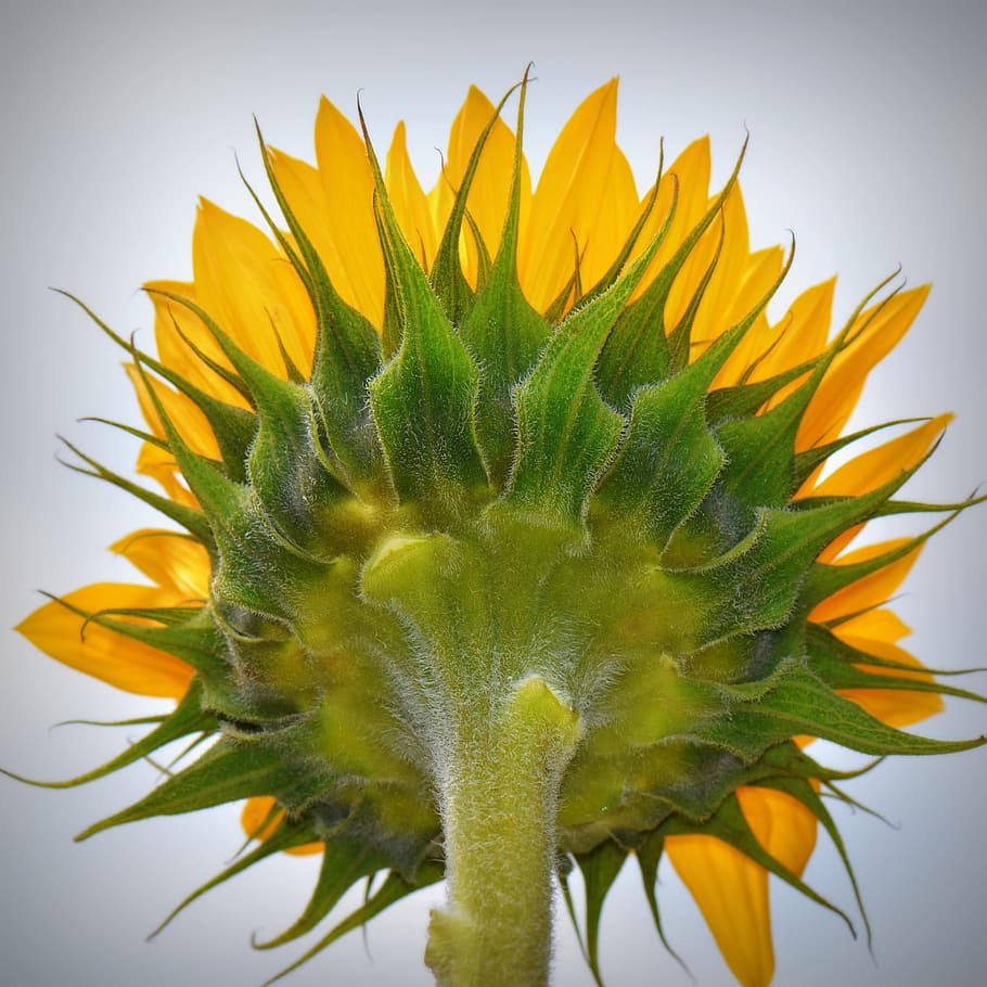 Sunflower, Nature, close-up, petal, plant, freshness, yellow HD wallpaper