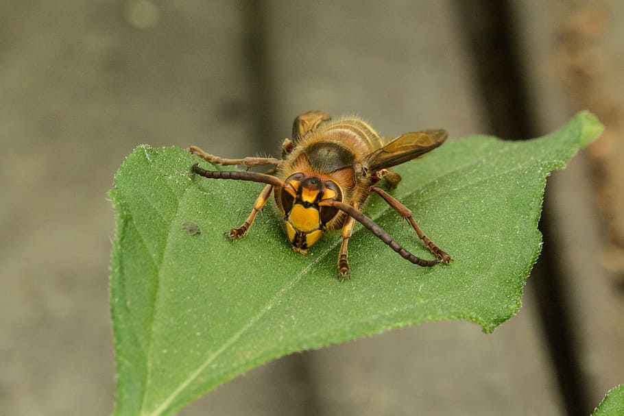 insect, hornet, macro, close, toxic, leaf, attention, animal world HD wallpaper