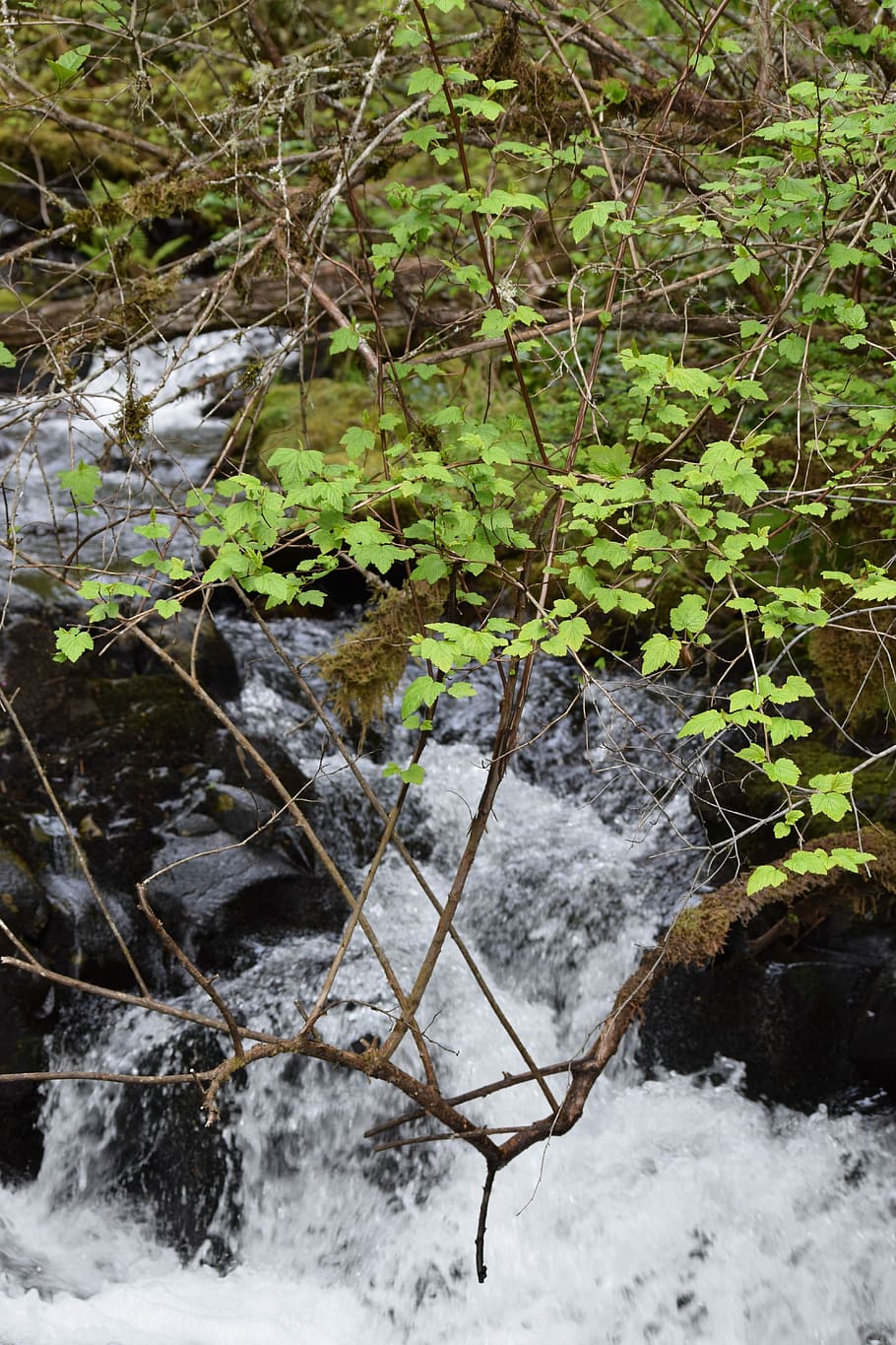 Stream, Splash, Fresh, Spring, green, creek, flowing, no people HD wallpaper