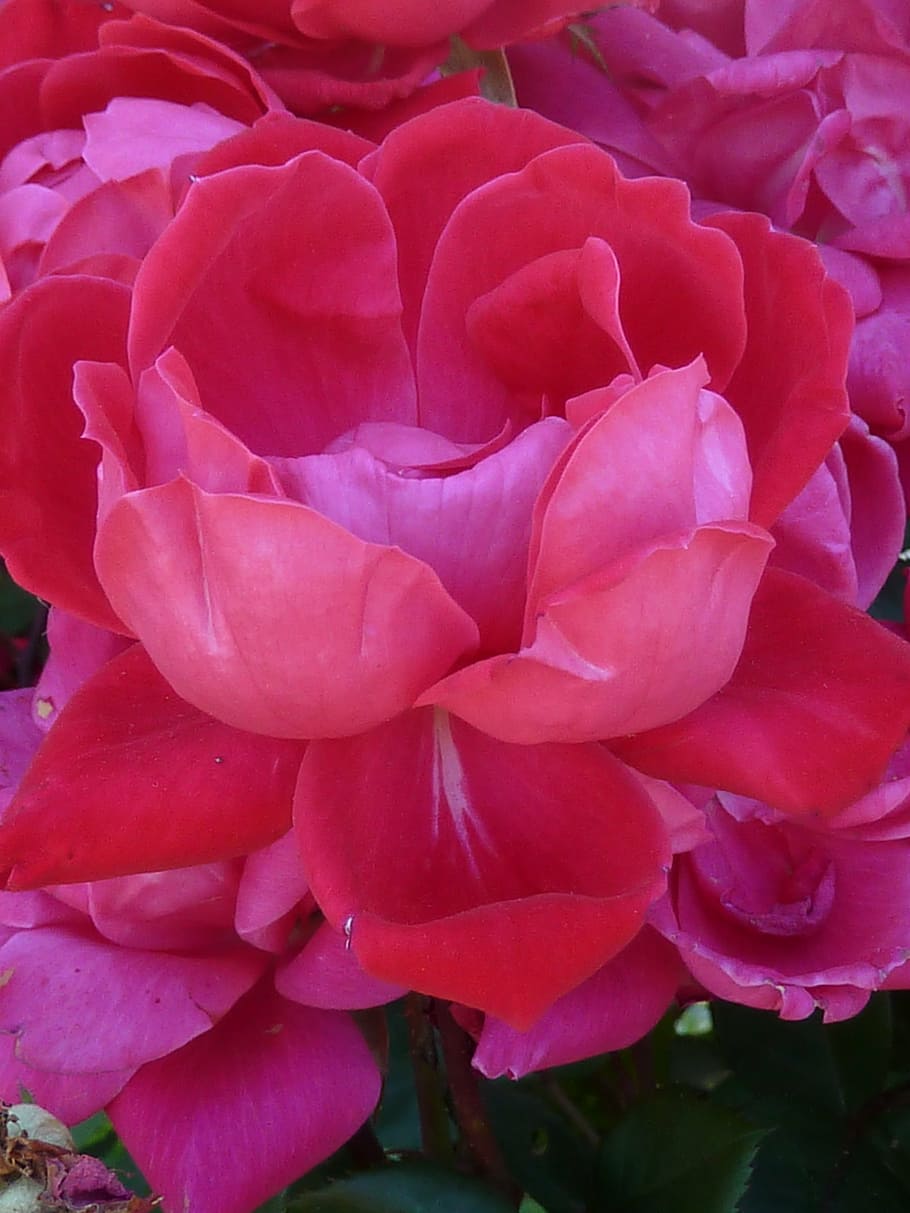 flower, rose, pink, plant, petal, flowering plant, beauty in nature HD wallpaper