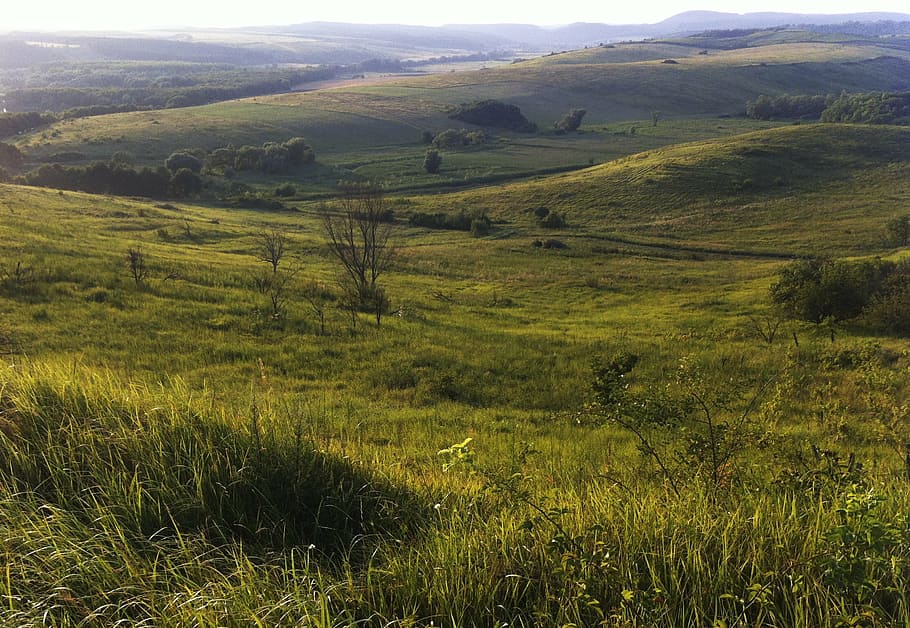 landscape, mice, hills, nature, grass, meadow, outdoors, summer HD wallpaper