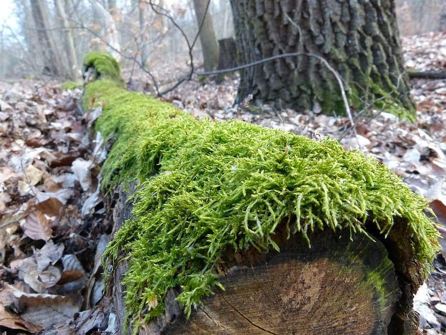 log, moss, bemoost, green, forest, nature, nature recording HD wallpaper