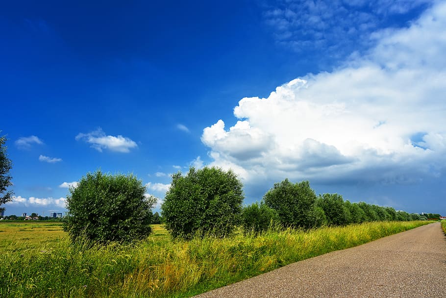green leafed tree near road, pollards, road side, grass, rural HD wallpaper
