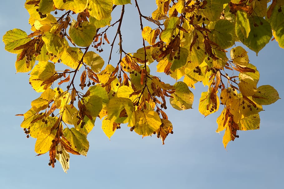 Seeds, Flying, Linde, Tree, Autumn, flying seeds, fall color HD wallpaper