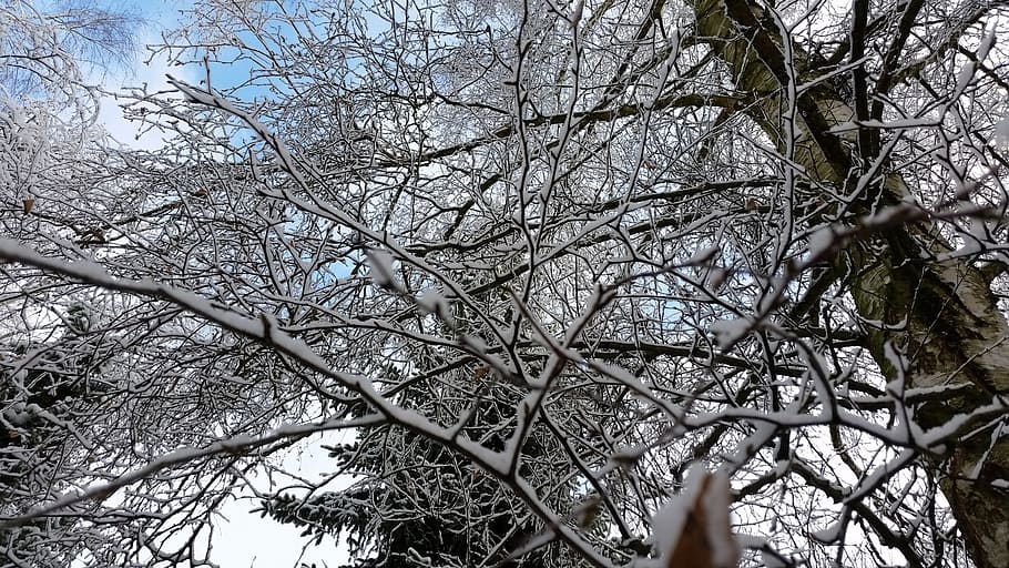 crown, trees, aesthetic, snow, winter, branches, view from below HD wallpaper
