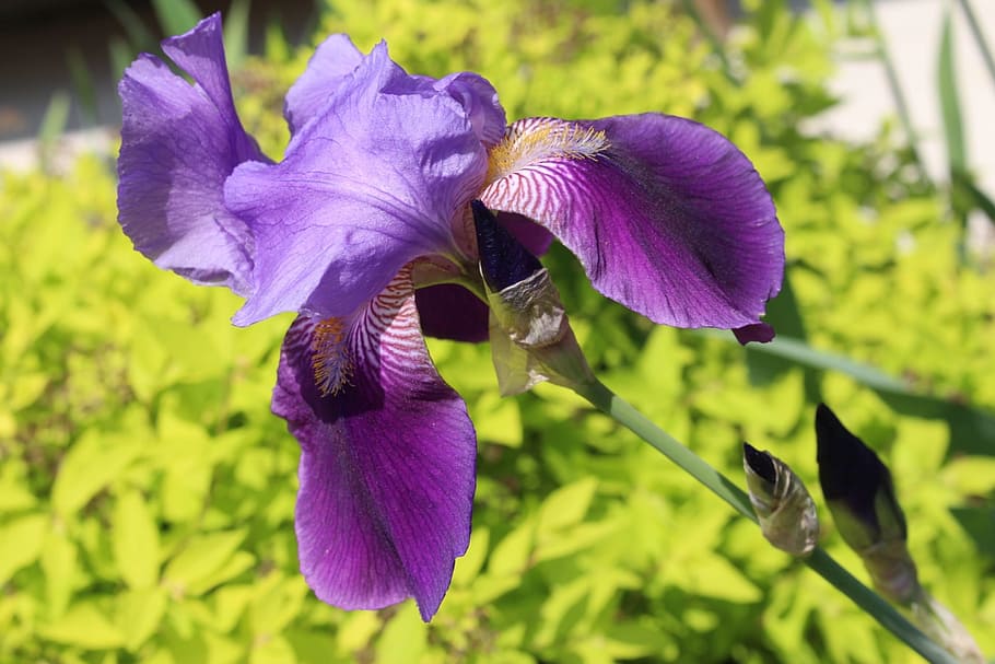 flora, plant, iris, violet, blooming, closeup, garden, summer HD wallpaper