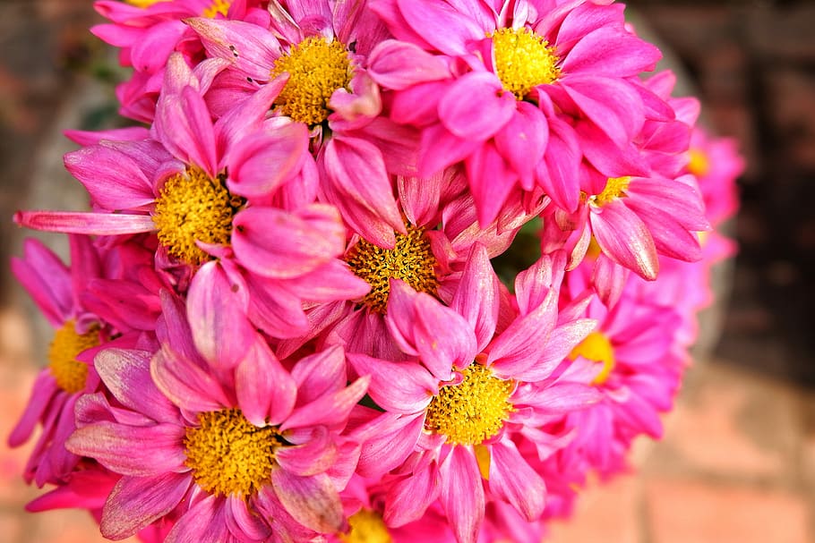 pink and yellow petaled flowers, closeup photo of pink petaled flowers HD wallpaper