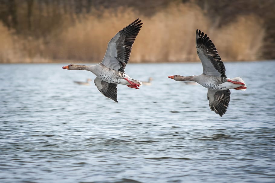 two gray and black flying geese, greylag goose, lake, creature, HD wallpaper