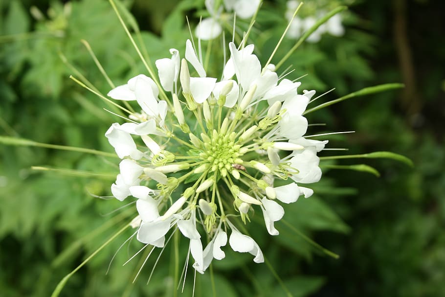white, green, leaf, flower, bloom, summer, floral, fresh, nature HD wallpaper
