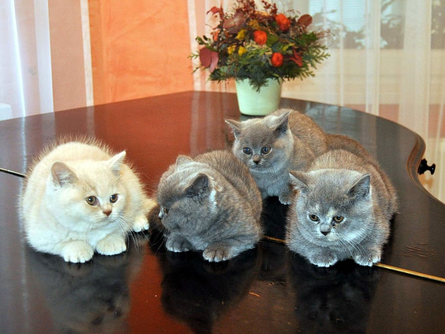 three gray and one white Persian cats, Cat, Piano, Kitten, Pets HD wallpaper