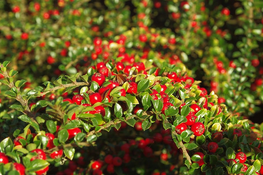berries, red, green, nature, cotoneasters, plant, berry fruit HD wallpaper