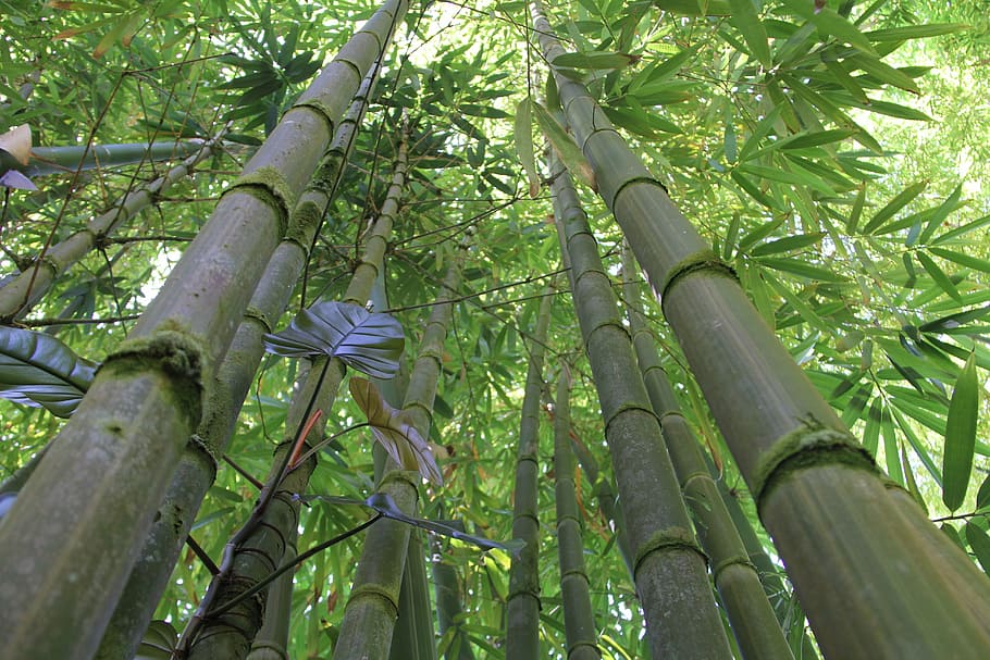 low angle photo of bamboo trees, bamboo forest, hawaii bamboo