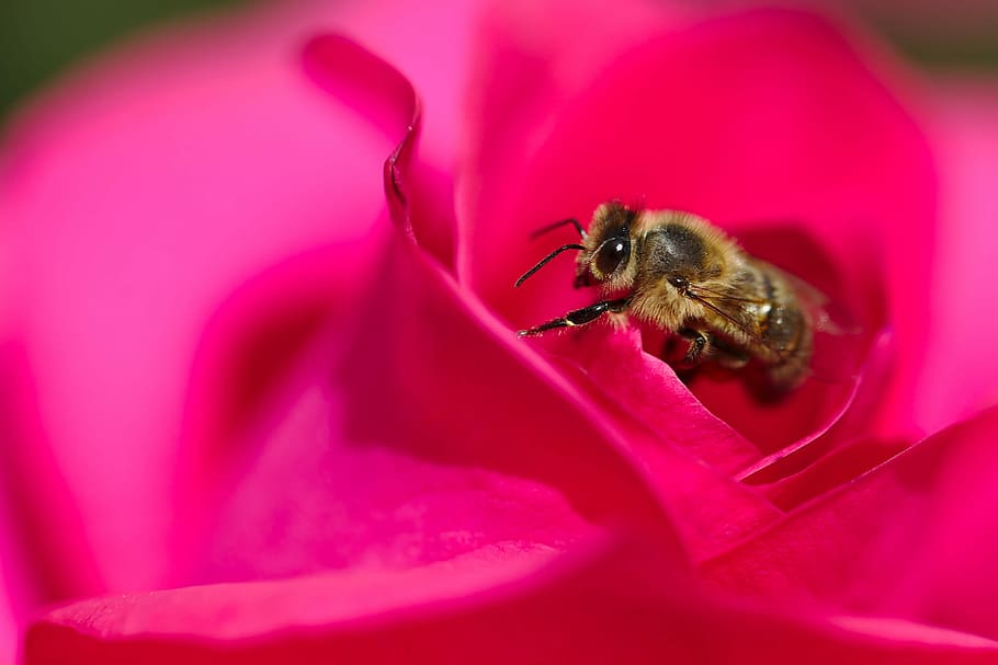 rose, bee, macro, sprinkle, insect, pollen, red, spring, blossom HD wallpaper