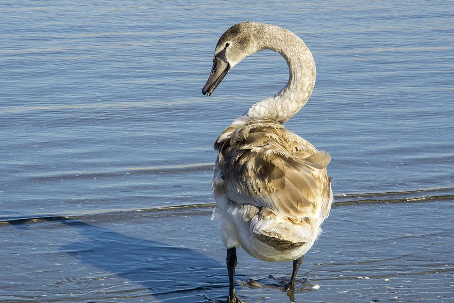 swan, great, mal, feather, young people, bird, gray, animals in the wild HD wallpaper