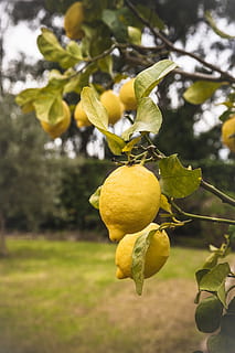 Lemons, Yellow, Fruit, Sour, citrus fruits, vitamins, lemon tree HD wallpaper