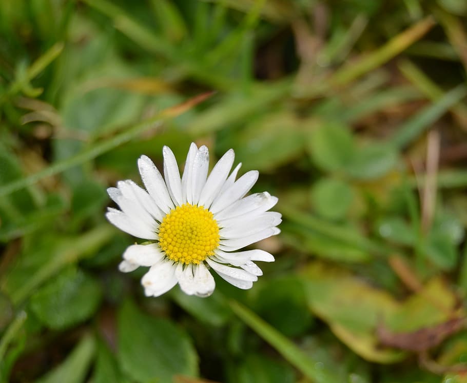 Flower, Spring, margaret, growth, nature, flower head, fragility HD wallpaper