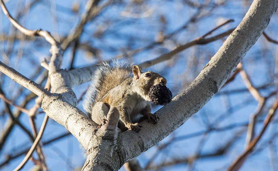 squirrel, tree, nature, wildlife, outdoors, wood, animal wildlife HD wallpaper