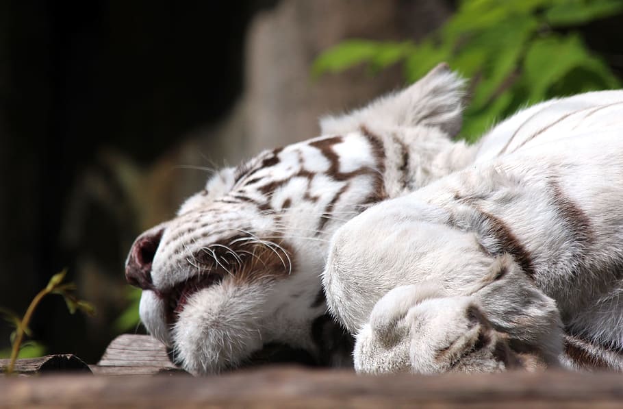 white tiger, Bengal Tiger, Indian Tiger, panthera tigris tigris, HD wallpaper