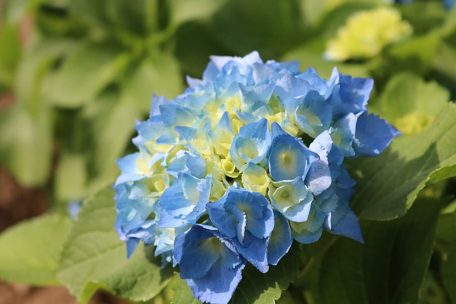 the, flowers, spring, spring flowers, second call, nature, blue HD wallpaper