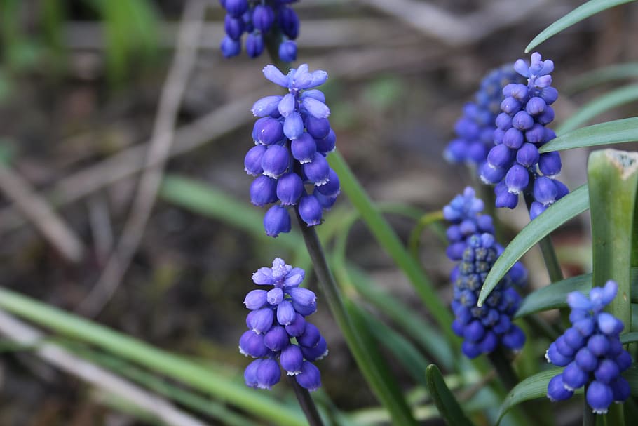 flower, blue, plant, close, muscari, summer, garden, purple HD wallpaper