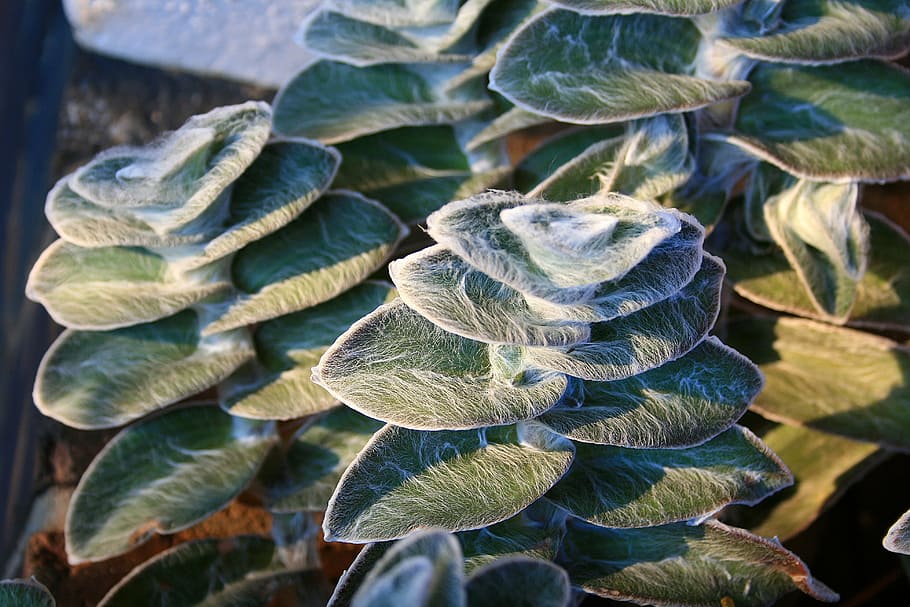 lambs ear, plant, leaves, green, soft, hairy, down, no people