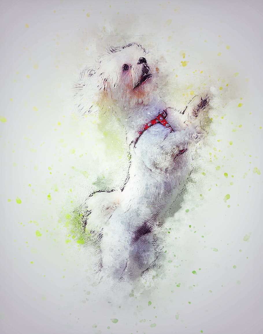 HD wallpaper: white dog painting, pet, art, abstract, watercolor, vintage,  artistic | Wallpaper Flare