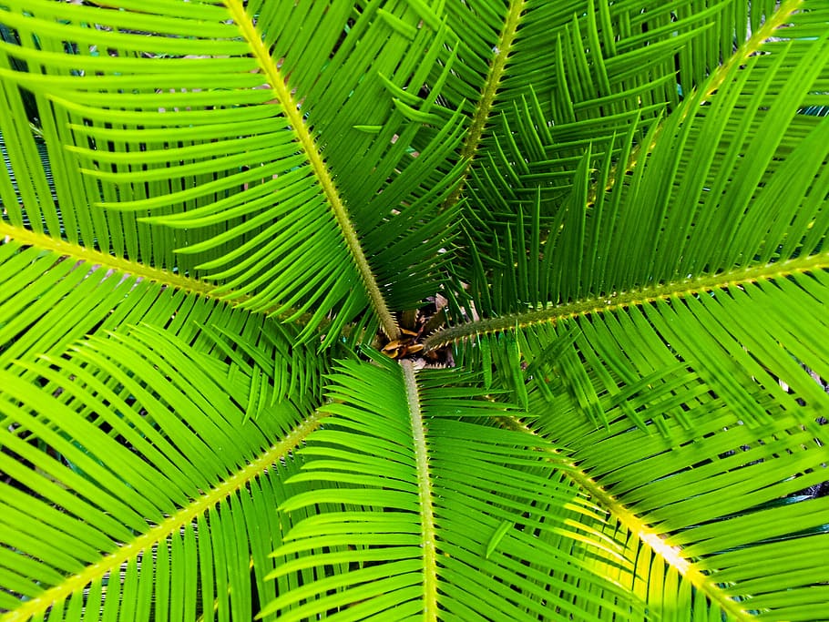 green leaf tree, palm, james, palm tree, close, green color HD wallpaper