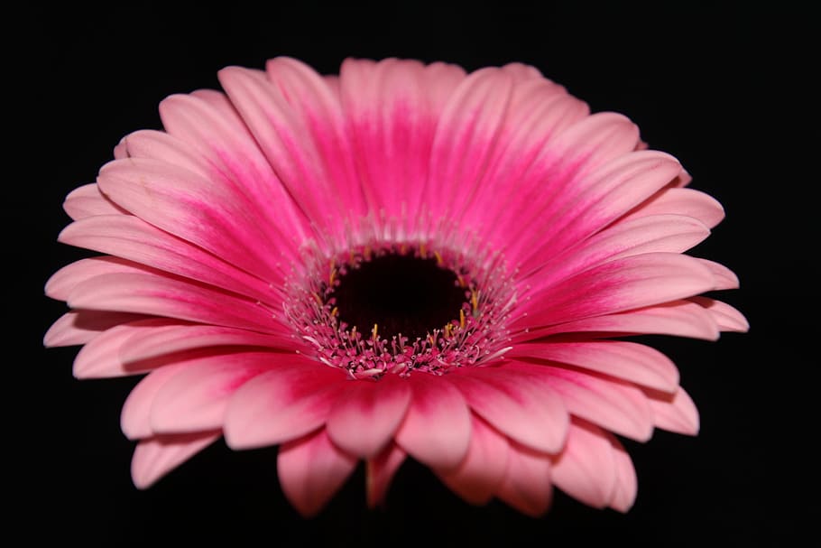 Gerbera, Flower, Blossom, Bloom, colorful, orange, orange-blossom HD wallpaper