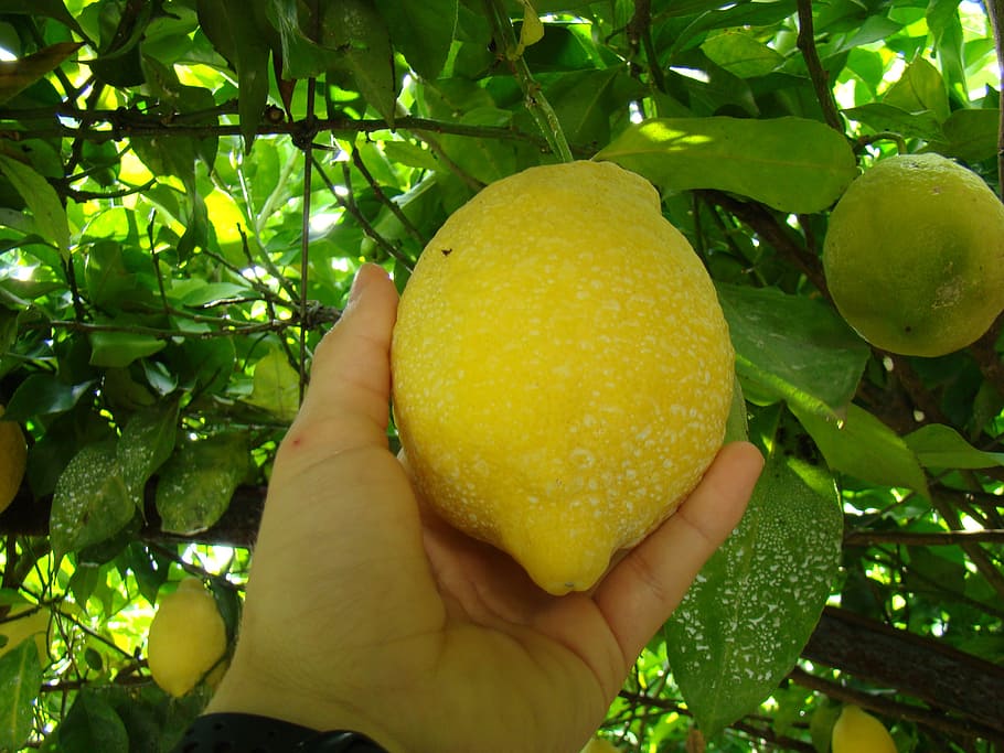 lemon, fruit, yellow, healthy eating, food and drink, hand HD wallpaper