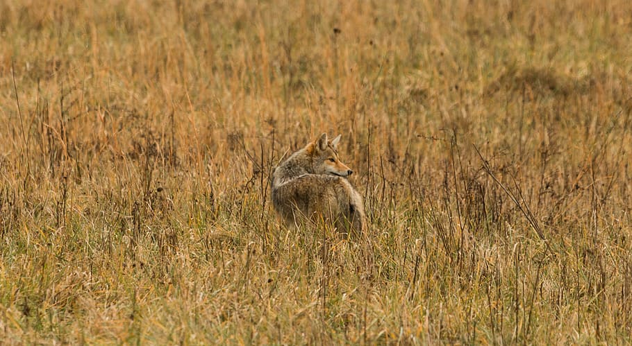brown animal on brown grass during daytime, shallow focus photography of brown fox HD wallpaper