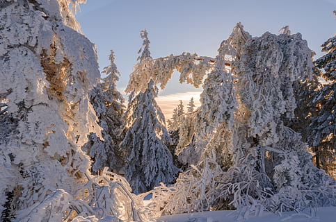 landscape photography of snow covered trees, fir, winter, wintry HD wallpaper