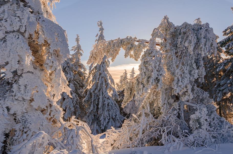 landscape photography of snow covered trees, fir, winter, wintry HD wallpaper