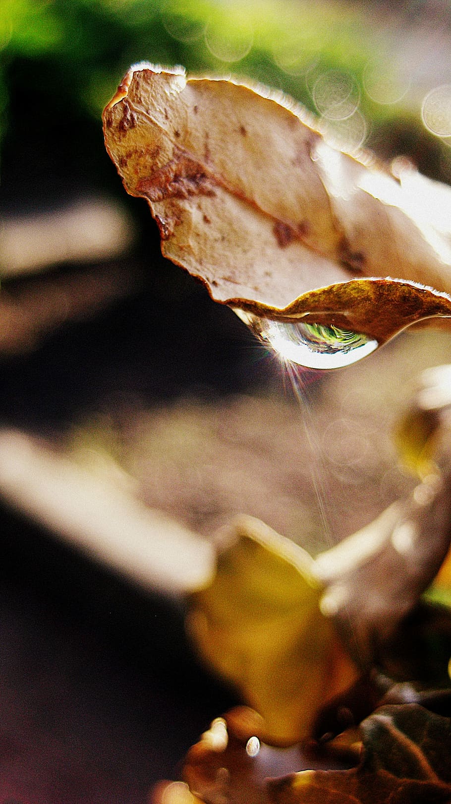 Drop, Water, Leaf, Nature, Macro, rain, autumn, no people, close-up HD wallpaper
