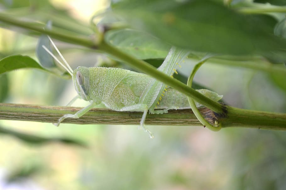 Cricket, Nature, Grasshopper, Insect, wildlife, natural, animal HD wallpaper