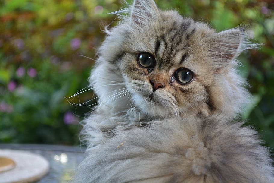 gray main coon cat, persian, kitten, domestic Cat, pets, cute HD wallpaper