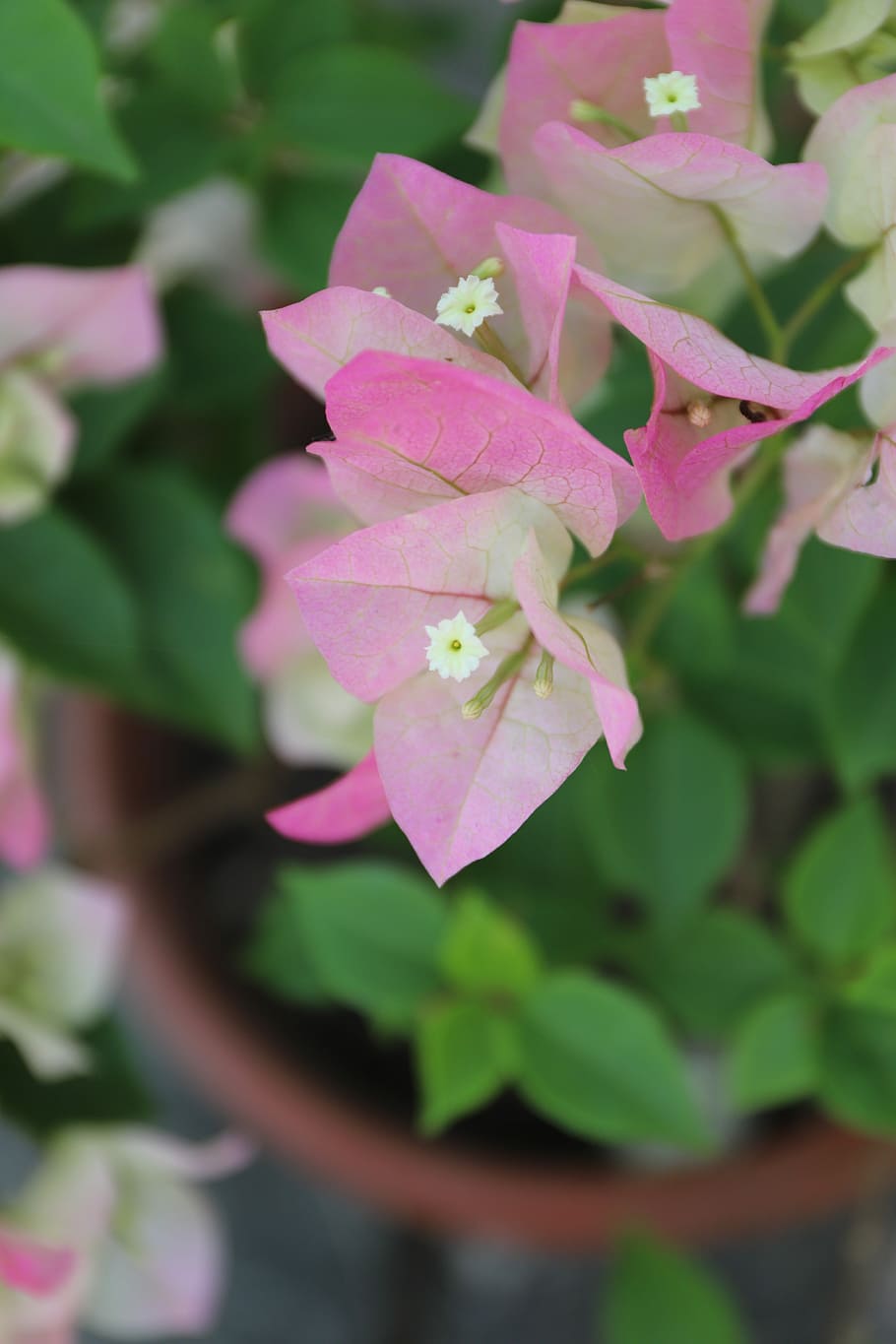 flora, flower, spring, petal, pink, white, plant, flowering plant HD wallpaper