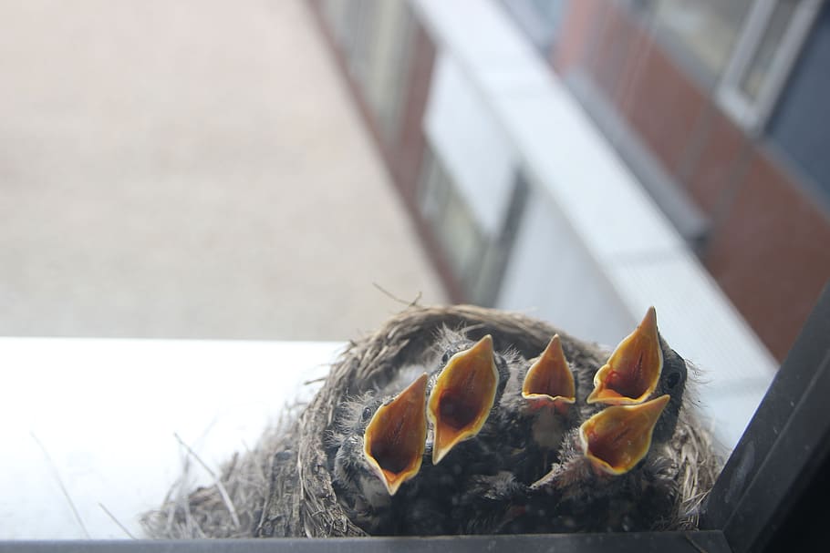 bird, cub, nest, risers, feeding, nestling, day, close-up, no people HD wallpaper