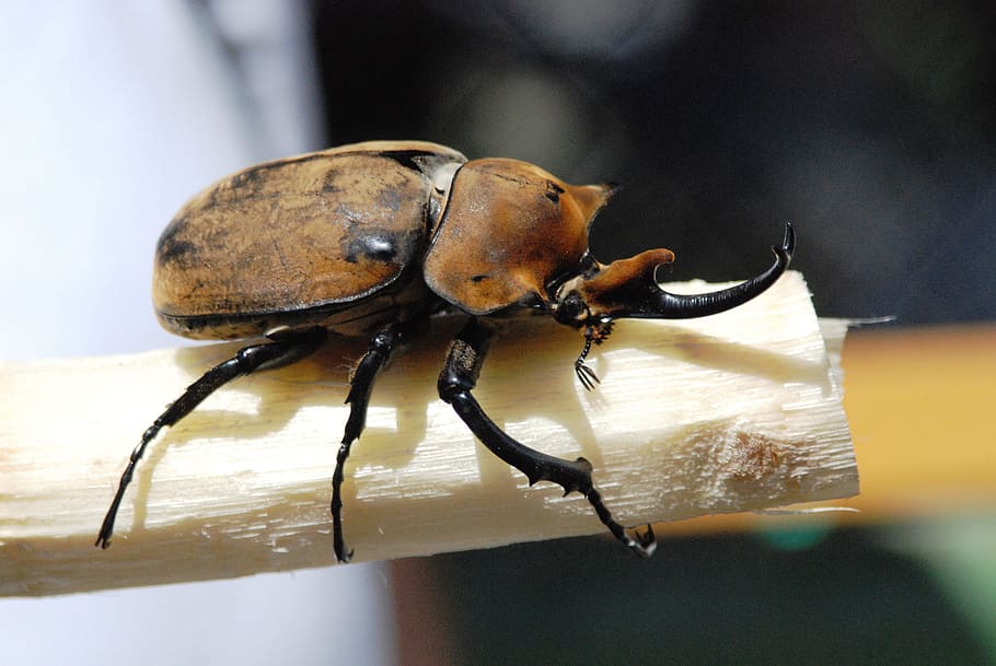 brown beetle perching on stick, rhinoceros beetle, insect, riesenkaefer, HD wallpaper