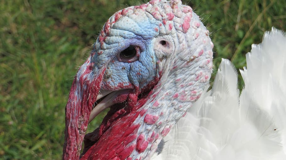 Head, Turkey, White, Bird, animal, nature, feather, beak, wildlife HD wallpaper