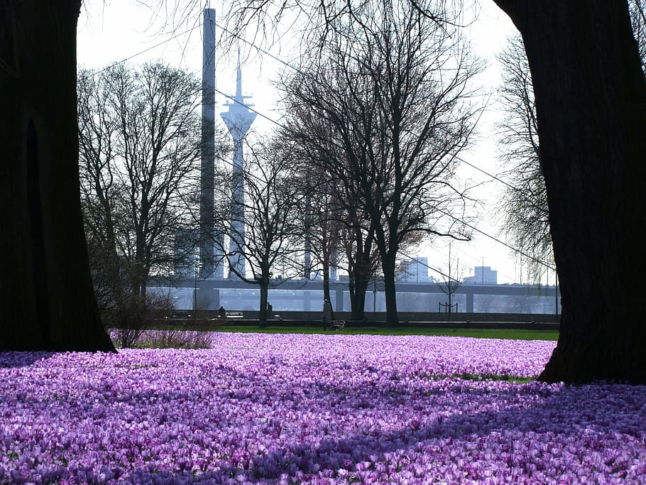bed of purple petaled flower with bare trees, crocus, flowers HD wallpaper