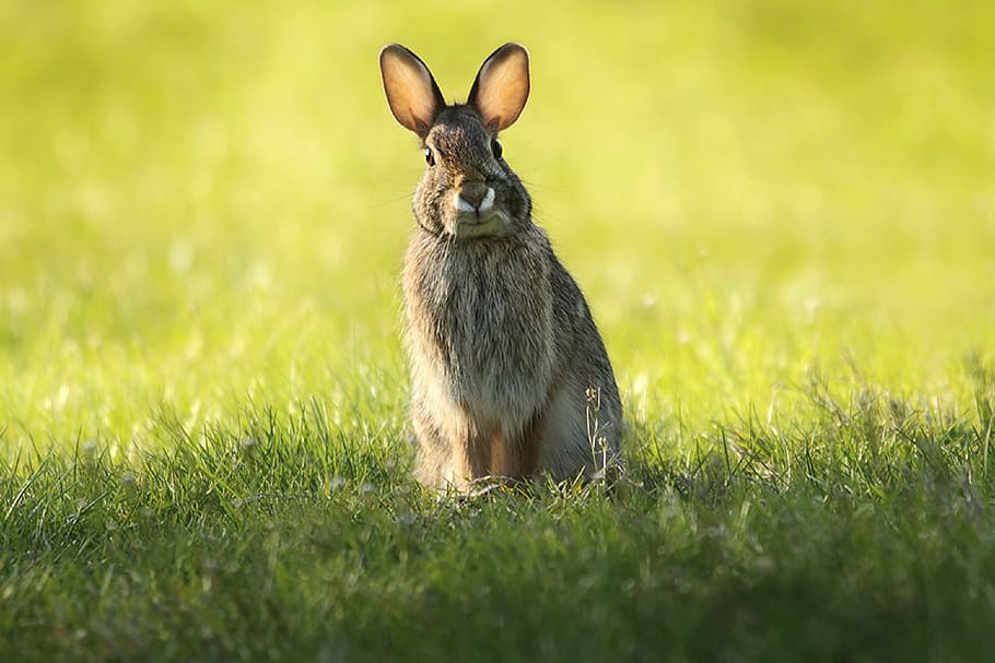 brown rabbit on grass field during daytime, jackrabbit, wild