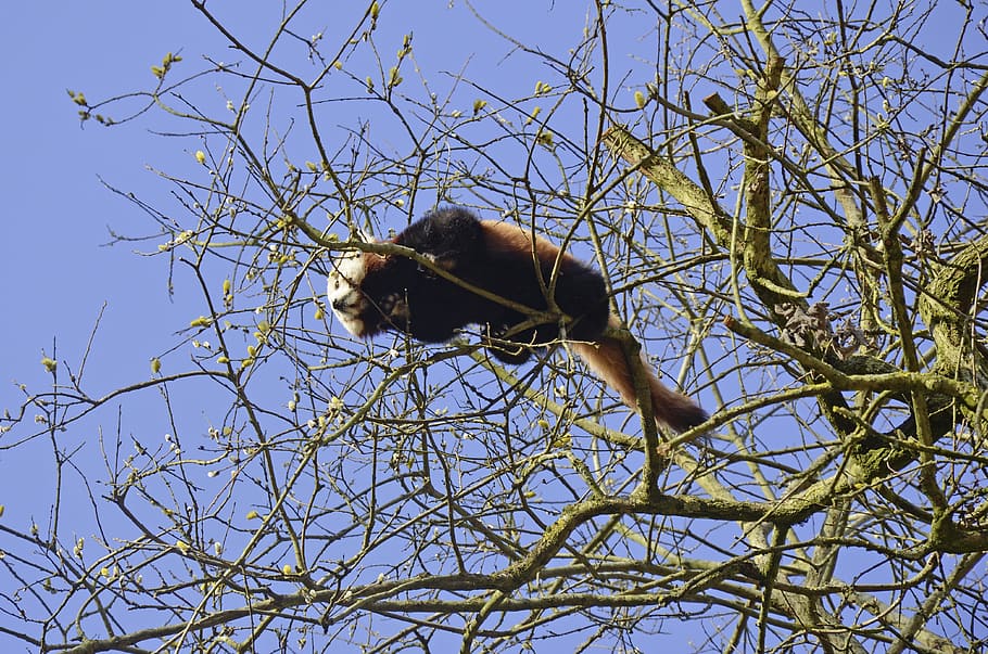 Panda, Bear, Tree, Red Panda, Cute, animal world, one animal HD wallpaper