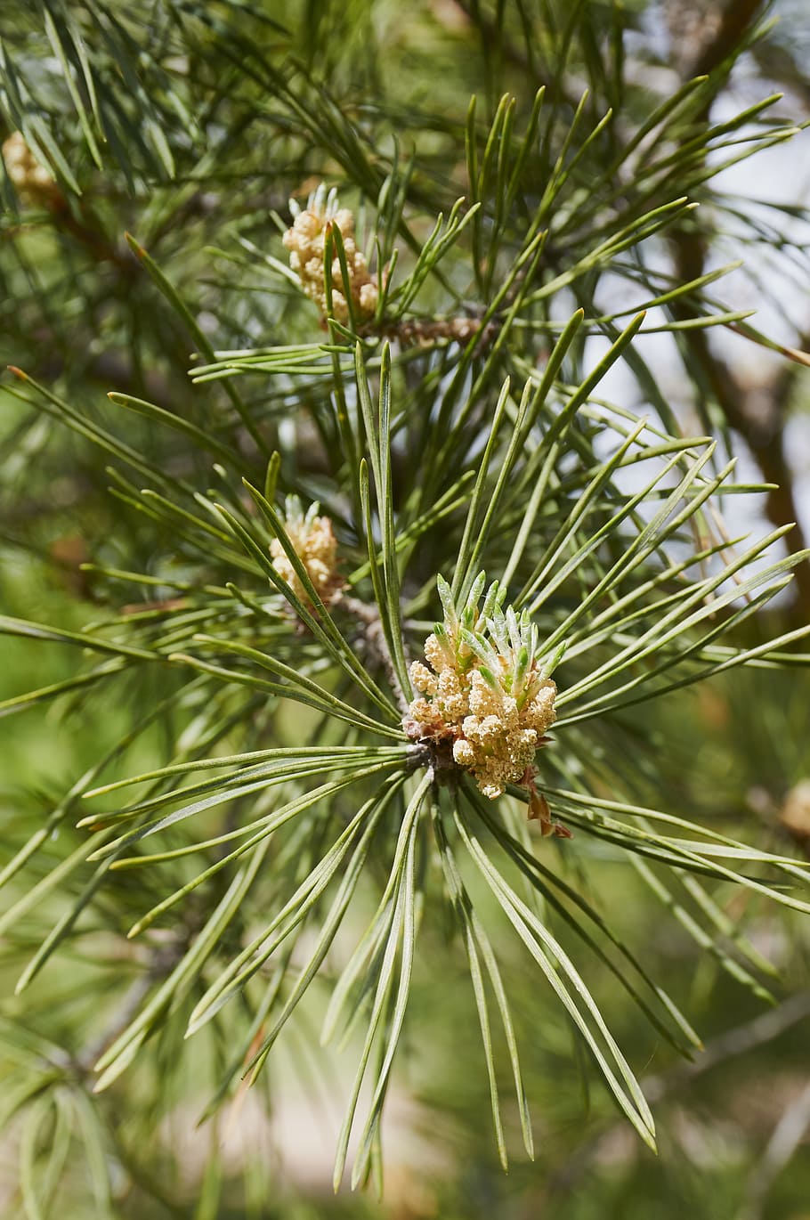 forest, tree, pine cone, coniferous tree, nature, plant, growth HD wallpaper