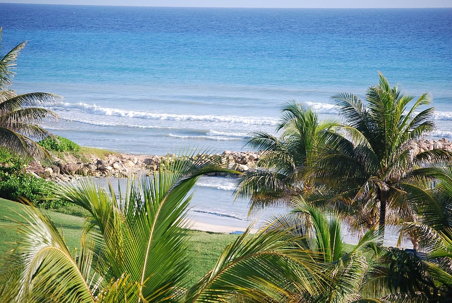 palm tree near beach, jamaica, resort, golf, sea, sand, tropical, HD wallpaper