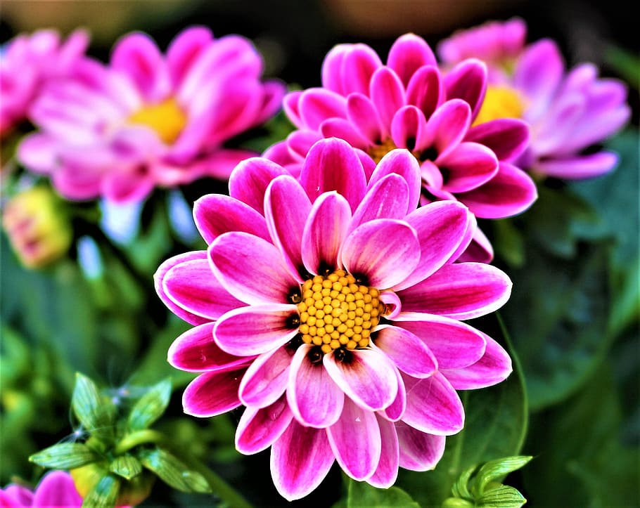 closeup photography of pinkish white flowers, petal, flowering, HD wallpaper
