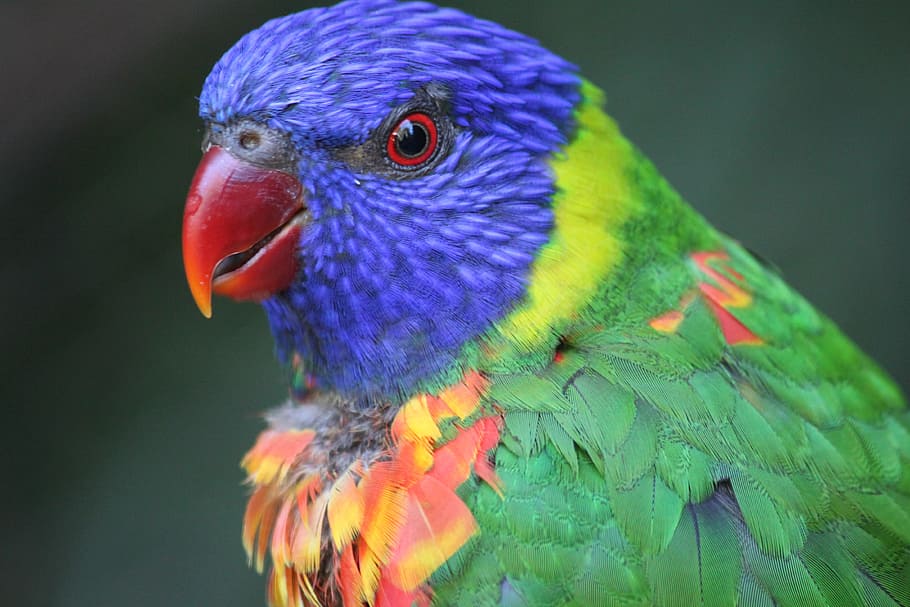blue and green bird, colorful, rainbow, parakeet, lorikeet HD wallpaper