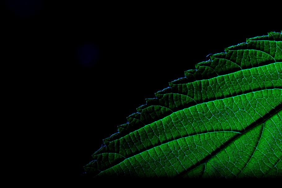 leaf, green, leaf green, close, plant part, green color, black background