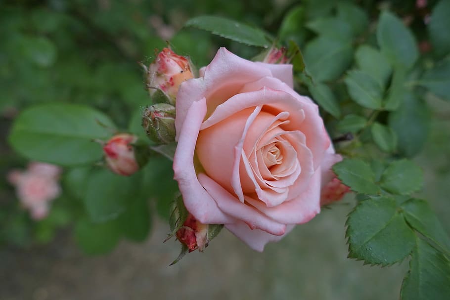 Flower, Pattern, green, petal, rose - flower, fragility, flower head HD wallpaper